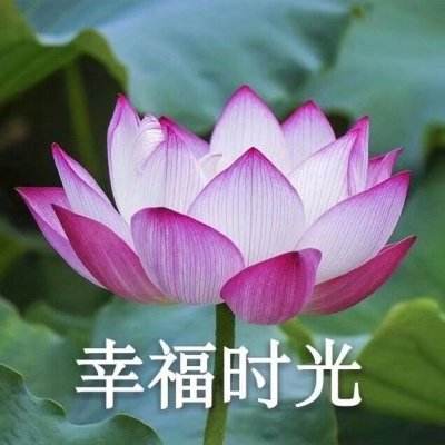 brawls of steel最新版下载